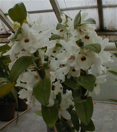 Dendrobium nobile hybrid