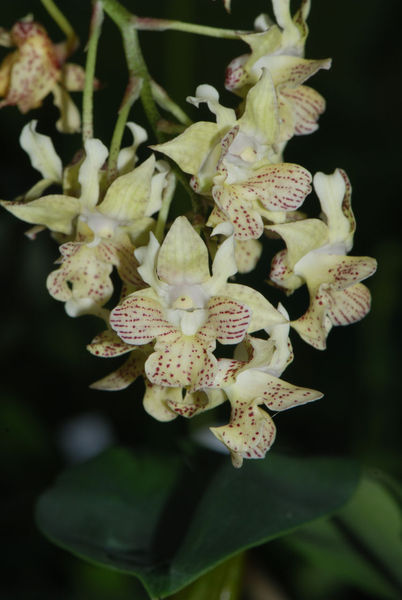 Dendrobium LUTIN BLANC