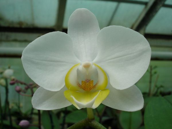 Phalaenopsis Hybride (9er Topf, weiß)