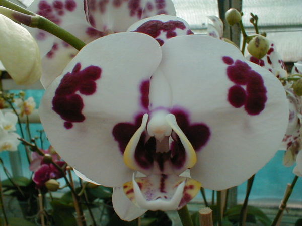 Phalaenopsis DALMATIAN