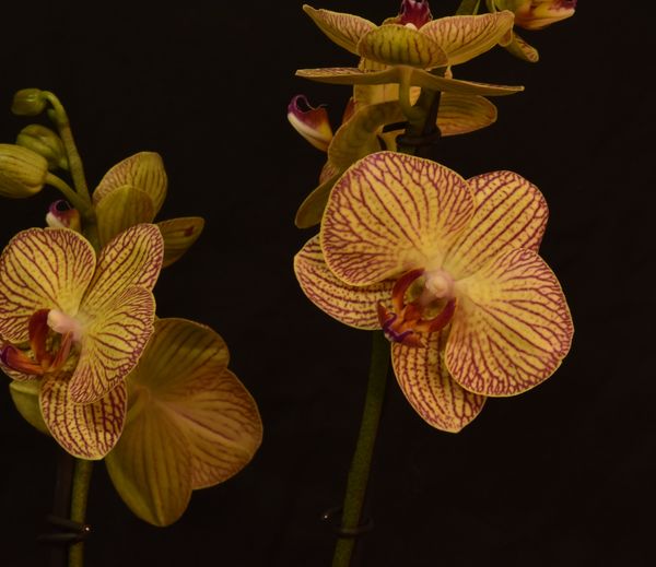 Phalaenopsis "Orange Stripe"