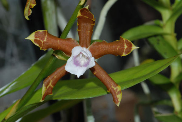 Miltonia candida Hennis Orchideen