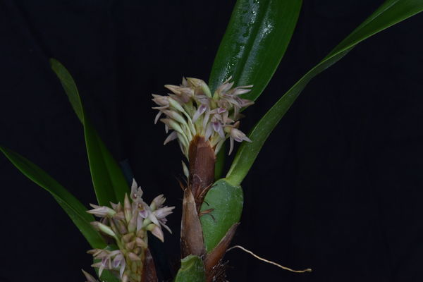 Maxillaria densa