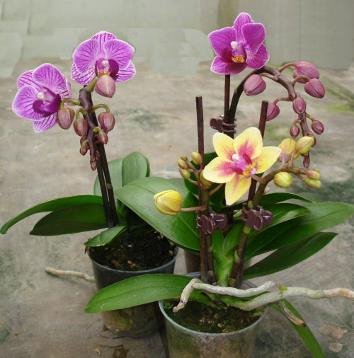 Doritaenopsis hybrid (mini)