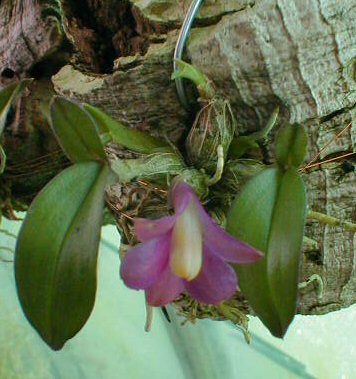 Dendrobium laevifolium