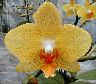 Phalaenopsis Hybride gelb/verzweigt