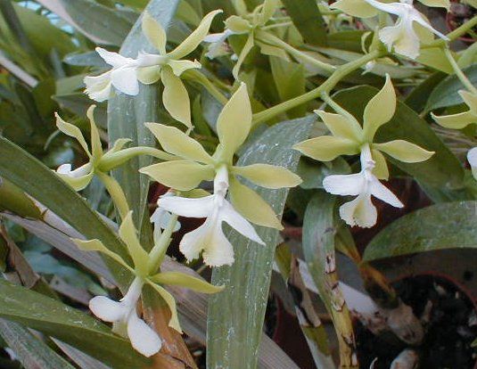 Epidendrum stamfordianum &