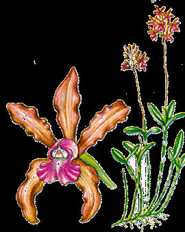 Cattleya elongata