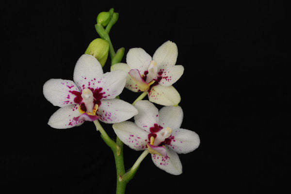 Phalaenopsis SOGO CHABSTICK