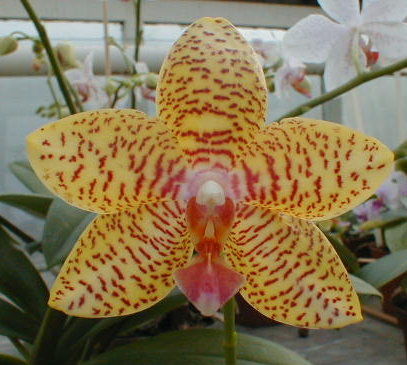 Phalaenopsis Inca Gold Hybrid