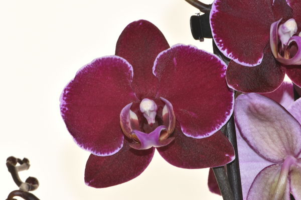 Phalaenopsis "Montpellier"