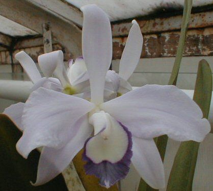 Laelia perrinii &