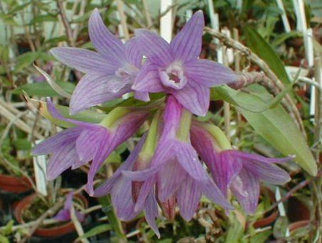 Dendrobium Victoria Reginae X lawesii