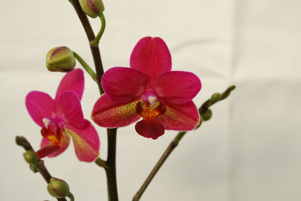 Phalaenopsis BROTHER SANDRA