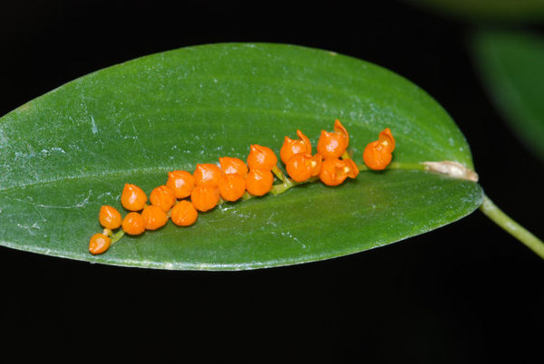 Pleurothallis truncata