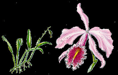 Cattleya maxima