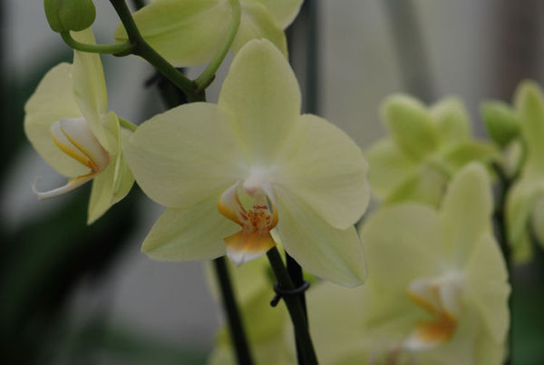 Phalaenopsis Hybrid (Nov2011)