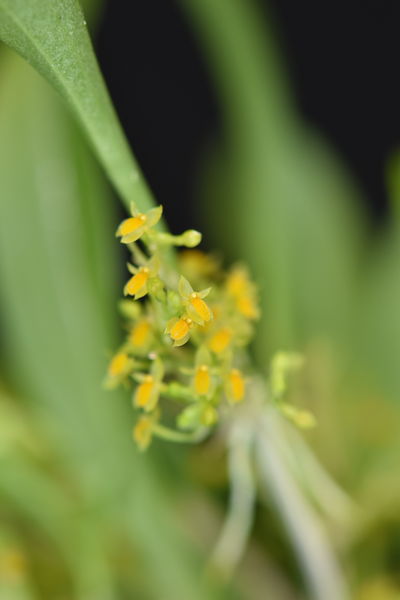 Platystele stenostachya