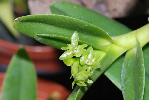 Epidendrum rigidum – Hennis Orchideen