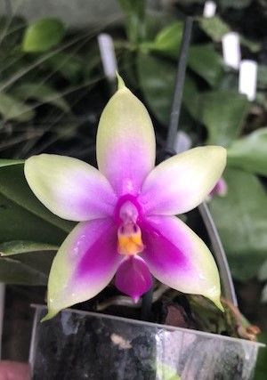 Phalaenopsis Samera &