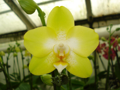 Phalaenopsis SOGO PRIDE