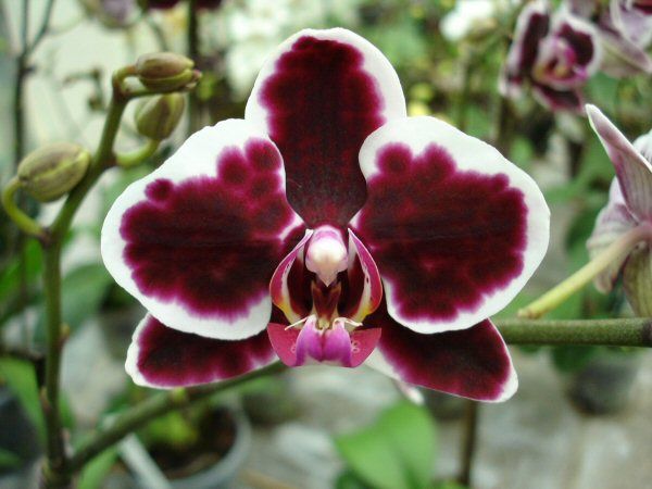 Phalaenopsis HANDLBAUER