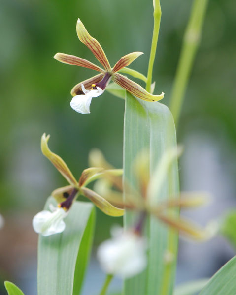 Epidendrum tripunctatum X semiaptera
