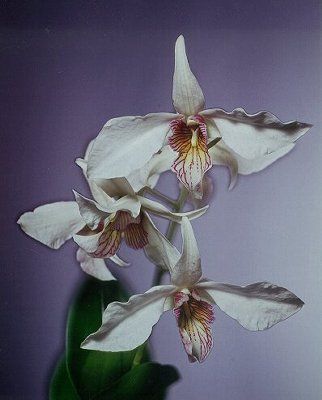 Dendrobium Aphrodite
