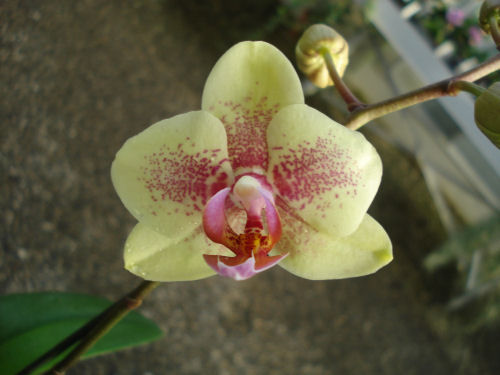 PHALAENOPSIS POMPEI YELLOW