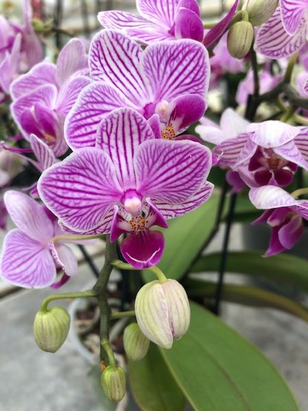 Phalaenopsis 