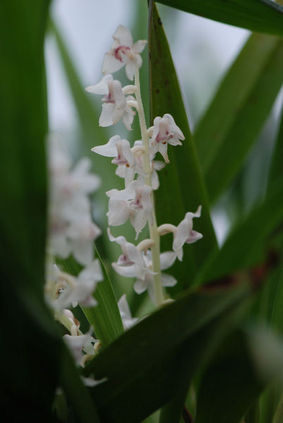 Eria hyacinthoides