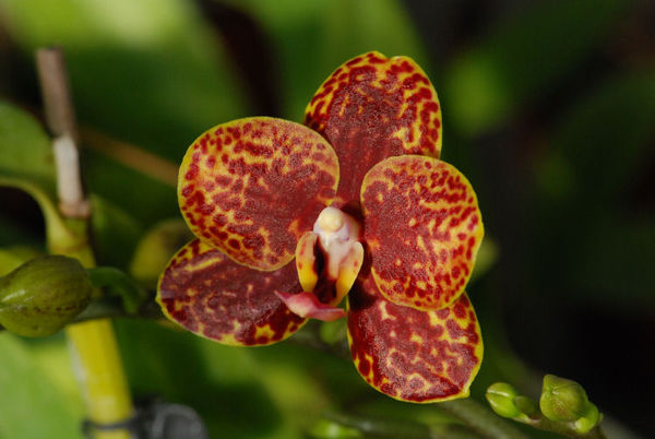 Phalaenopsis LITTLE TIGER