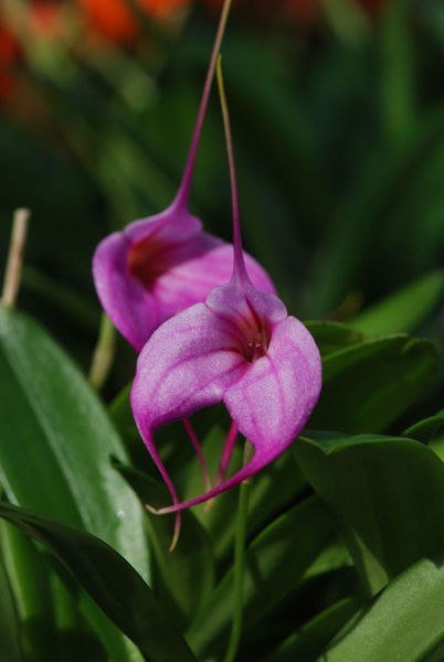 Masdevallia hybrid (pink)