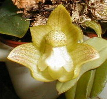 Bulbophyllum transanisarense