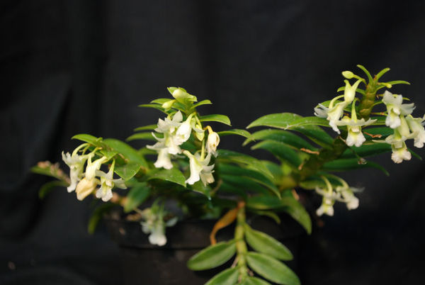 Dendrobium olygophyllum