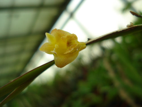 Dendrobium anceps