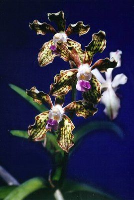 Vanda roxburghii – Hennis Orchideen