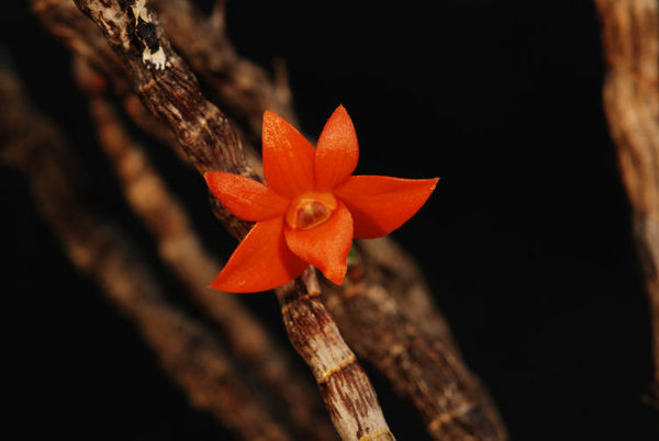 Dendrobium jacobsonii