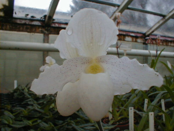 Paphiopedilum primulinum X niveum – Hennis Orchideen