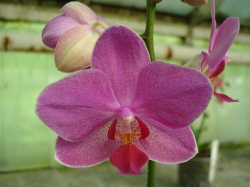 Phalaenopsis BROTHER PIXIE PINK