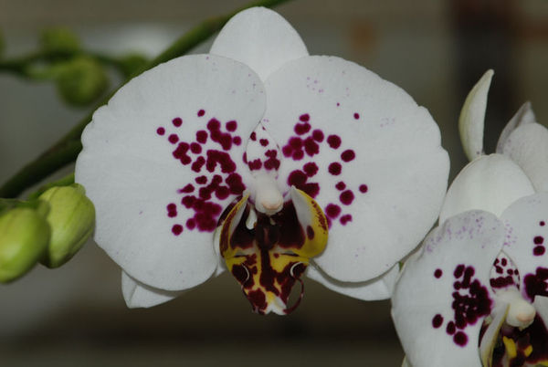 Phalaenopsis ELEGANT SMILE