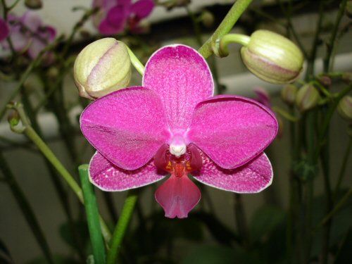 Phalaenopsis REDRUST