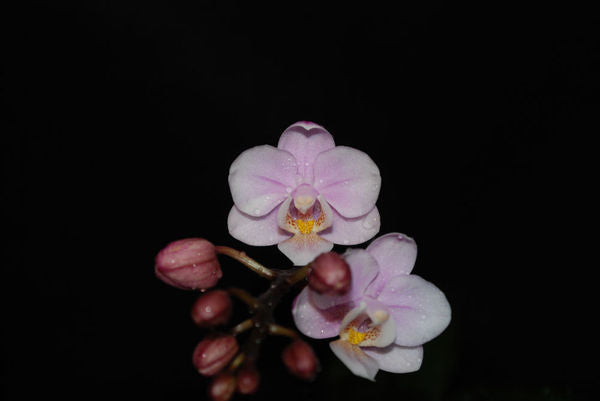 Doritaenopsis JIAKO&