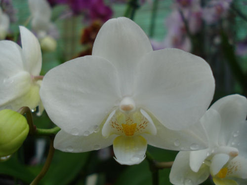 Phalaenopsis hybrid (3 R white)