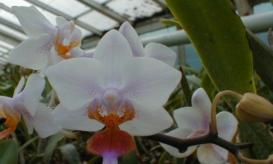 Phalaenopsis ARTEMIS