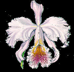 Cattleya mossiae