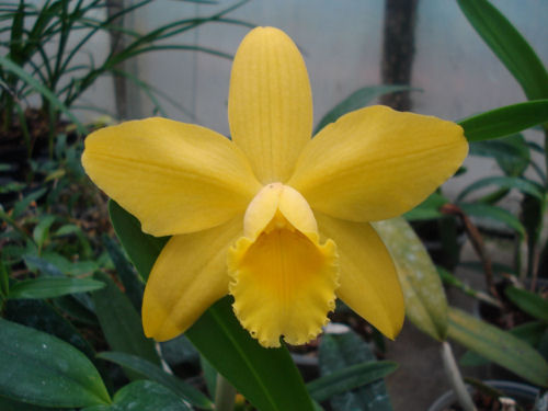 Cattleya Luteous Forb Hybride