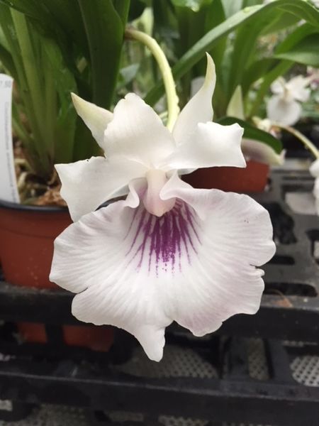Cochleanthes amazonica hybrid