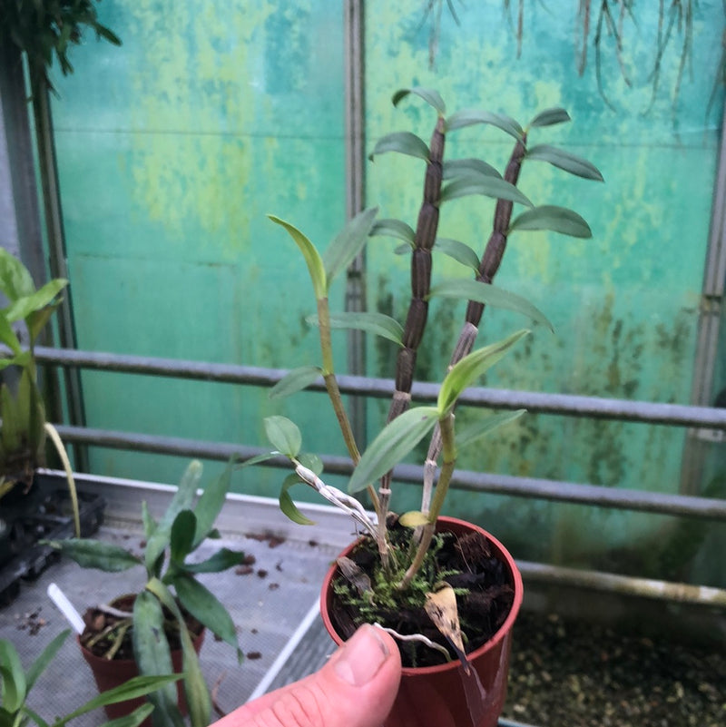 Dendrobium catenatum