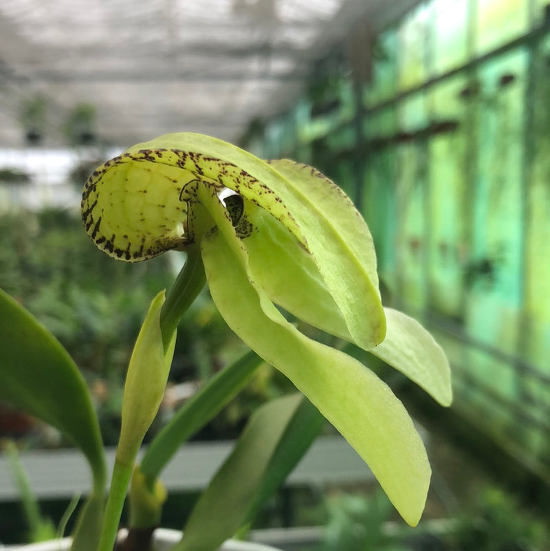 Bulbophyllum arfakianum x grandiflorum